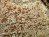 Caloplaca saxicola image