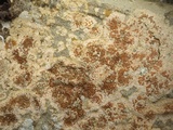 Caloplaca saxicola image