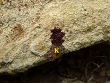 Caloplaca saxicola image