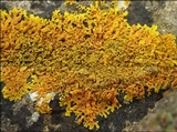 Xanthoria aureola image