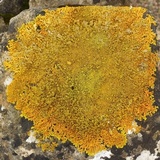 Xanthoria aureola image