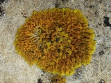 Xanthoria aureola image