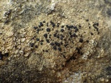 Lecidella asema image