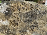 Lecidella asema image