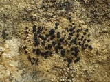 Lecidella asema image