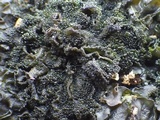 Blennothallia crispa image