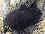 Inonotus hispidus image