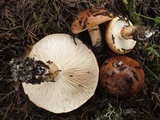 Tricholoma batschii image