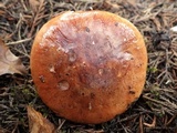 Tricholoma batschii image