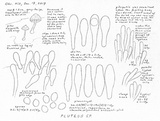 Pluteus exiguus image
