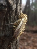 Cordyceps tuberculata image