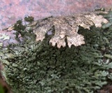 Xanthoparmelia plittii image