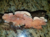 Merulius tremellosus image