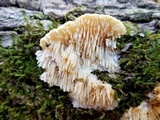 Steccherinum oreophilum image