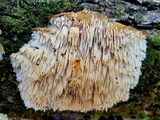 Steccherinum oreophilum image