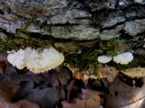Steccherinum oreophilum image