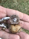 Cortinarius collinitus image