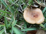 Lactarius croceus image