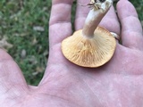 Lactarius croceus image