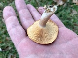 Lactarius croceus image