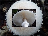 Lepiota clypeolaria image