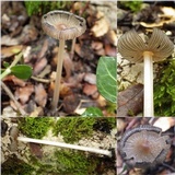 Coprinellus xanthothrix image