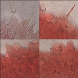 Pluteus insidiosus image