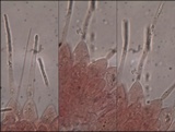 Pluteus insidiosus image