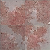 Pluteus insidiosus image