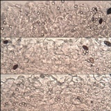Pluteus insidiosus image