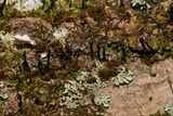 Holwaya mucida image