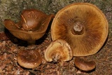 Paxillus involutus image