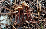 Gymnopus semihirtipes image