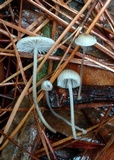 Mycena clavicularis image