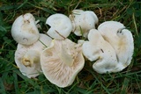 Hygrophorus chrysodon image