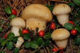 Hygrophorus flavodiscus image