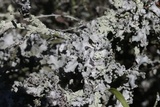 Parmotrema hypoleucinum image