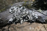 Parmotrema hypoleucinum image