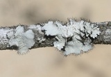 Parmotrema hypoleucinum image