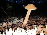Battarrea phalloides image