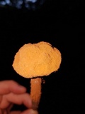 Battarrea phalloides image
