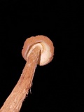 Battarrea phalloides image