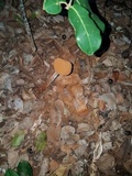 Battarrea phalloides image