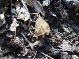 Morchella punctipes image