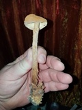 Battarrea phalloides image