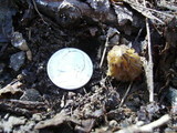 Morchella punctipes image