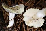 Tricholoma sulphurescens image