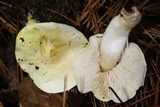 Tricholoma sulphurescens image