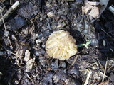 Morchella punctipes image