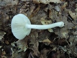 Amanita farinosa image